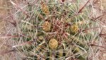 Cactus Thorns, spines, and prickles Flower Terrestrial plant Plant