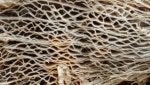 Lace Net Organism Textile Plant
